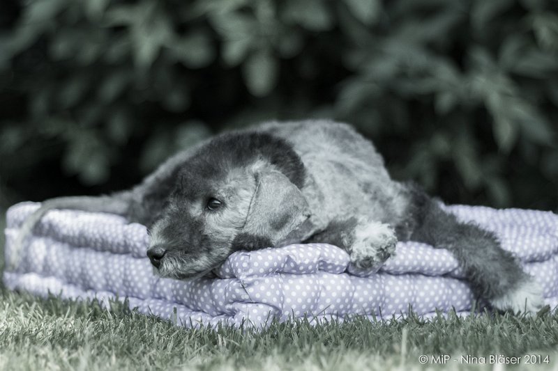 2014-07-03 Cherry-6920-2.jpg